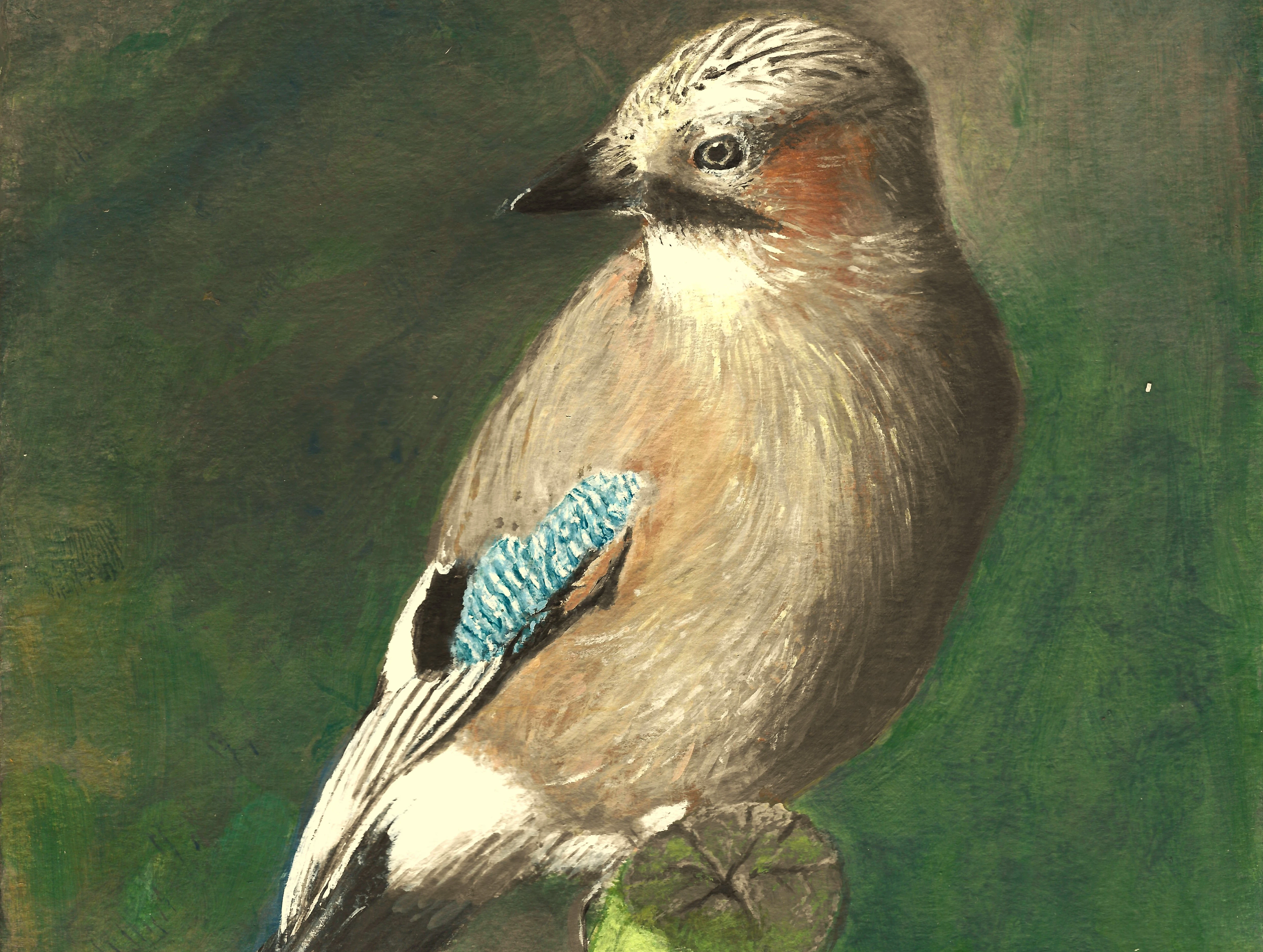 A drawing of a Jay Bird